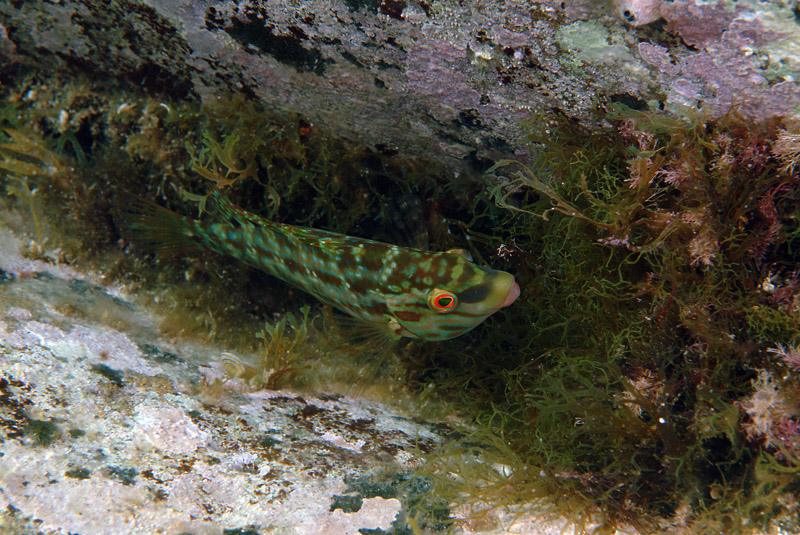 Symphodus cinereus (Bonnaterre, 1788)